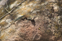 Sceloporus gadoviae