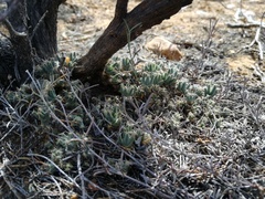 Trichodiadema marlothii