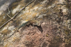 Sceloporus gadoviae
