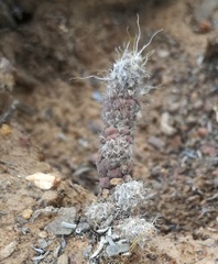 Anacampseros filamentosa