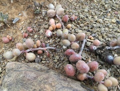 Adromischus filicaulis
