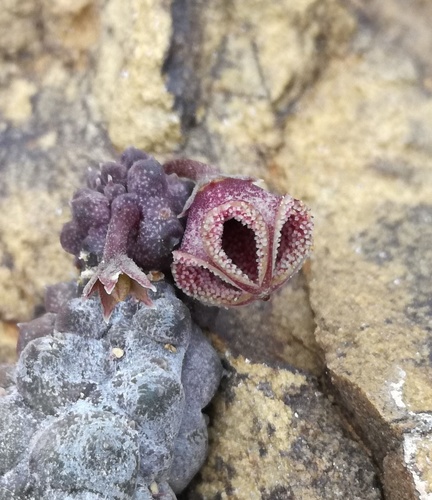 Pseudopectinaria malum Lavranos 2
