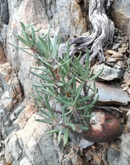 Pachypodium
