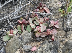 Crassula clavata