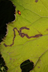 Phytomyza tussilaginis