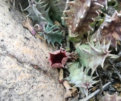 Huernia barbata