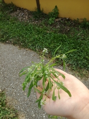 Lepidium sativum