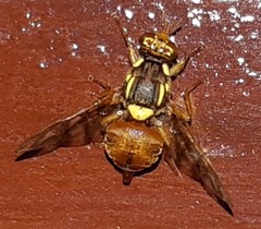 Bactrocera umbrosa