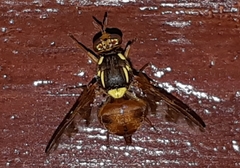 Bactrocera umbrosa