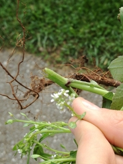 Lepidium sativum
