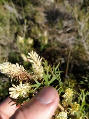 Petrophile macrostachya