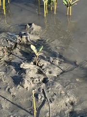 Periophthalmus modestus