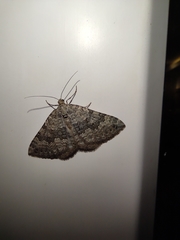 Scotopteryx aelptes