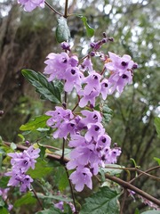 Prostanthera melissifolia