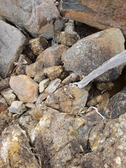 Pseudocheirus occidentalis