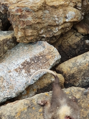 Pseudocheirus occidentalis