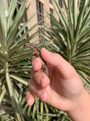 Phoenicolacerta laevis