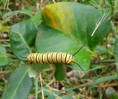 Danaus erippus