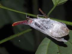 Pyrops sultanus
