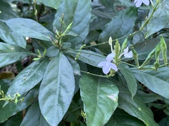 Pseuderanthemum subviscosum