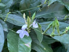 Pseuderanthemum subviscosum