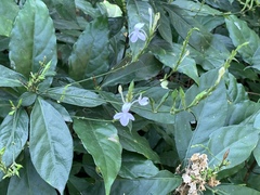 Pseuderanthemum subviscosum