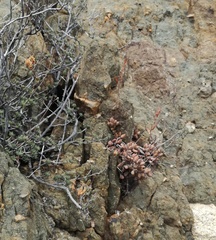 Adromischus filicaulis