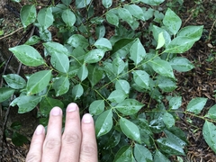 Murraya euchrestifolia