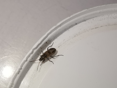 Rhyparochromus