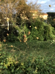 Trichonephila clavata