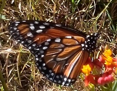 Danaus erippus
