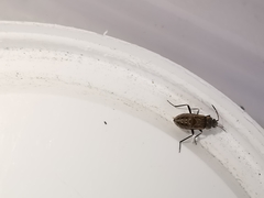 Rhyparochromus