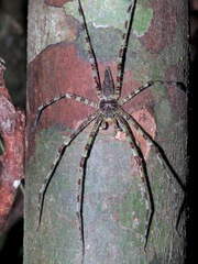 Heteropoda boiei