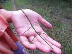 Phanocloidea muricata