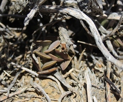 Adromischus liebenbergii