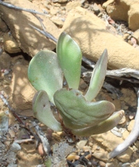 Adromischus liebenbergii