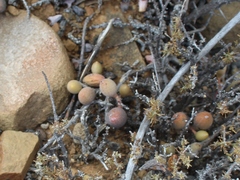 Adromischus filicaulis