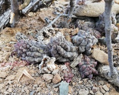 Pectinaria articulata