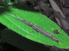 Dinophasma ruficorne