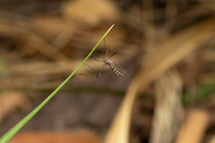 Blepharicera fasciata