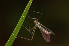 Blepharicera fasciata