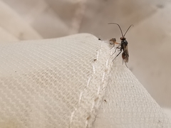 Dinocampus coccinellae