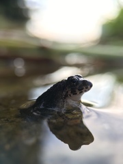 Fejervarya kawamurai