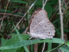 Junonia atlites