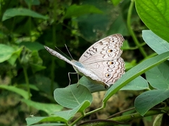 Junonia atlites