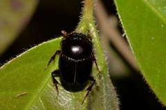 Onthophagus neostenocerus