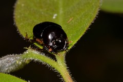 Onthophagus neostenocerus