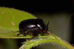Onthophagus neostenocerus