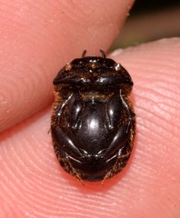 Onthophagus neostenocerus