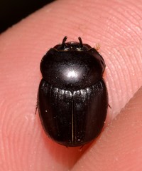 Onthophagus neostenocerus